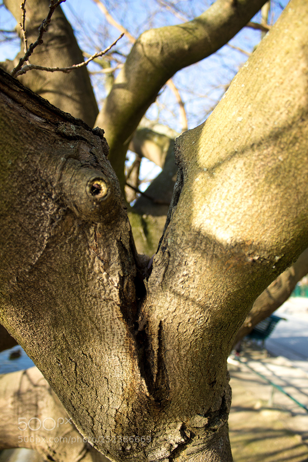 Canon EOS 600D (Rebel EOS T3i / EOS Kiss X5) sample photo. Baillement d'arbre photography