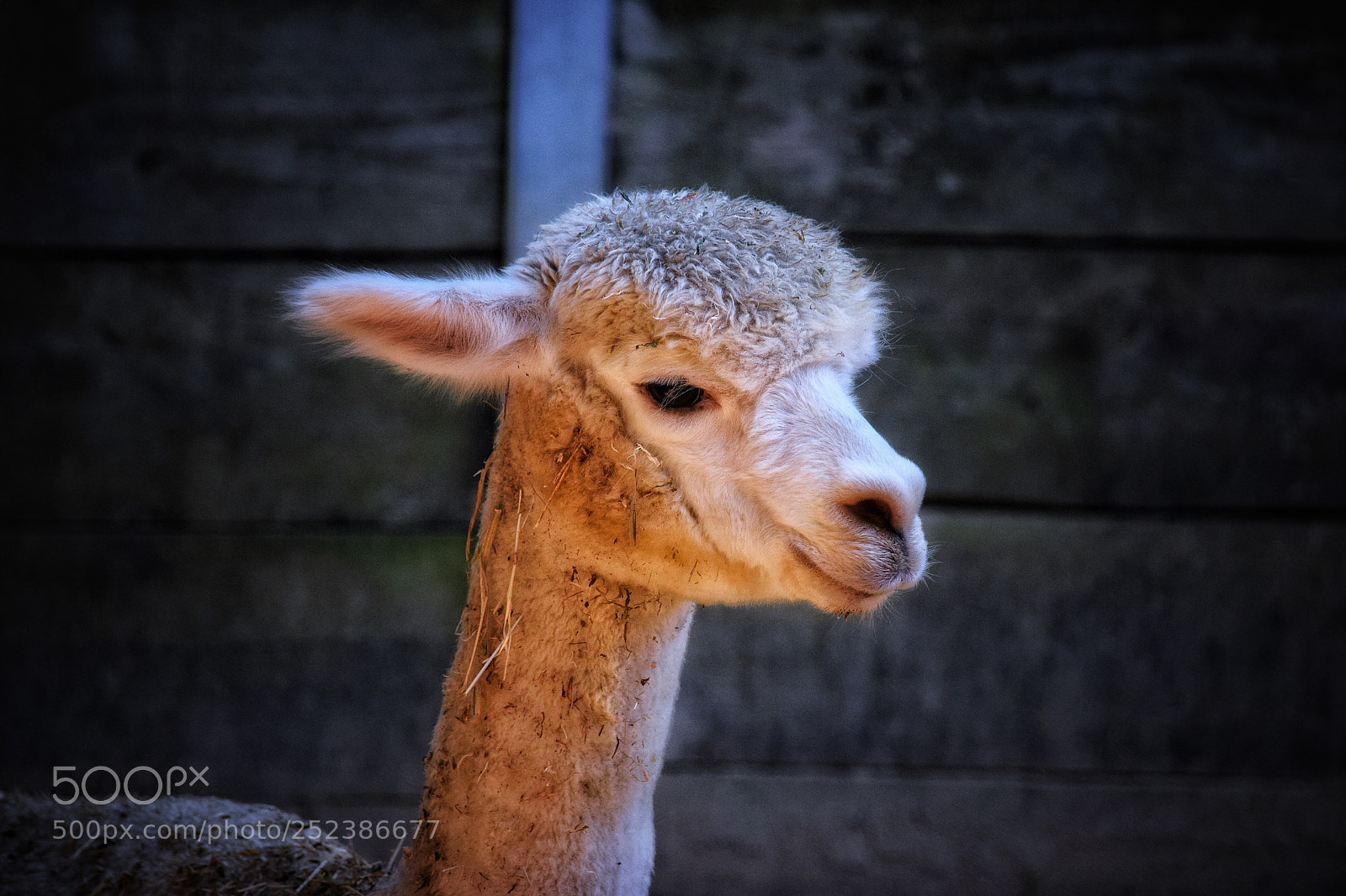 Nikon D5300 sample photo. Sheep ?  photography