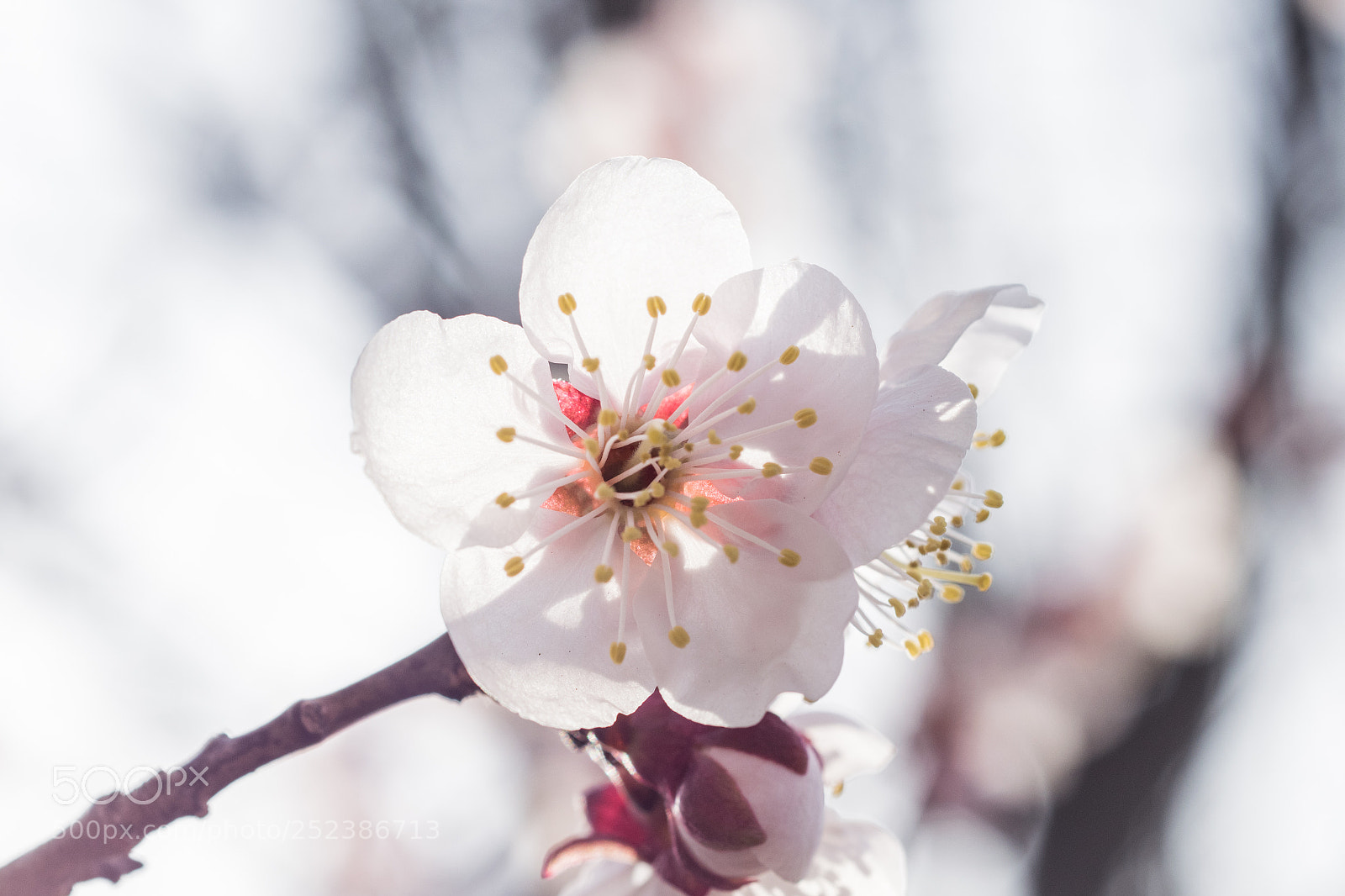 Nikon D3300 sample photo. Japanese apricot photography