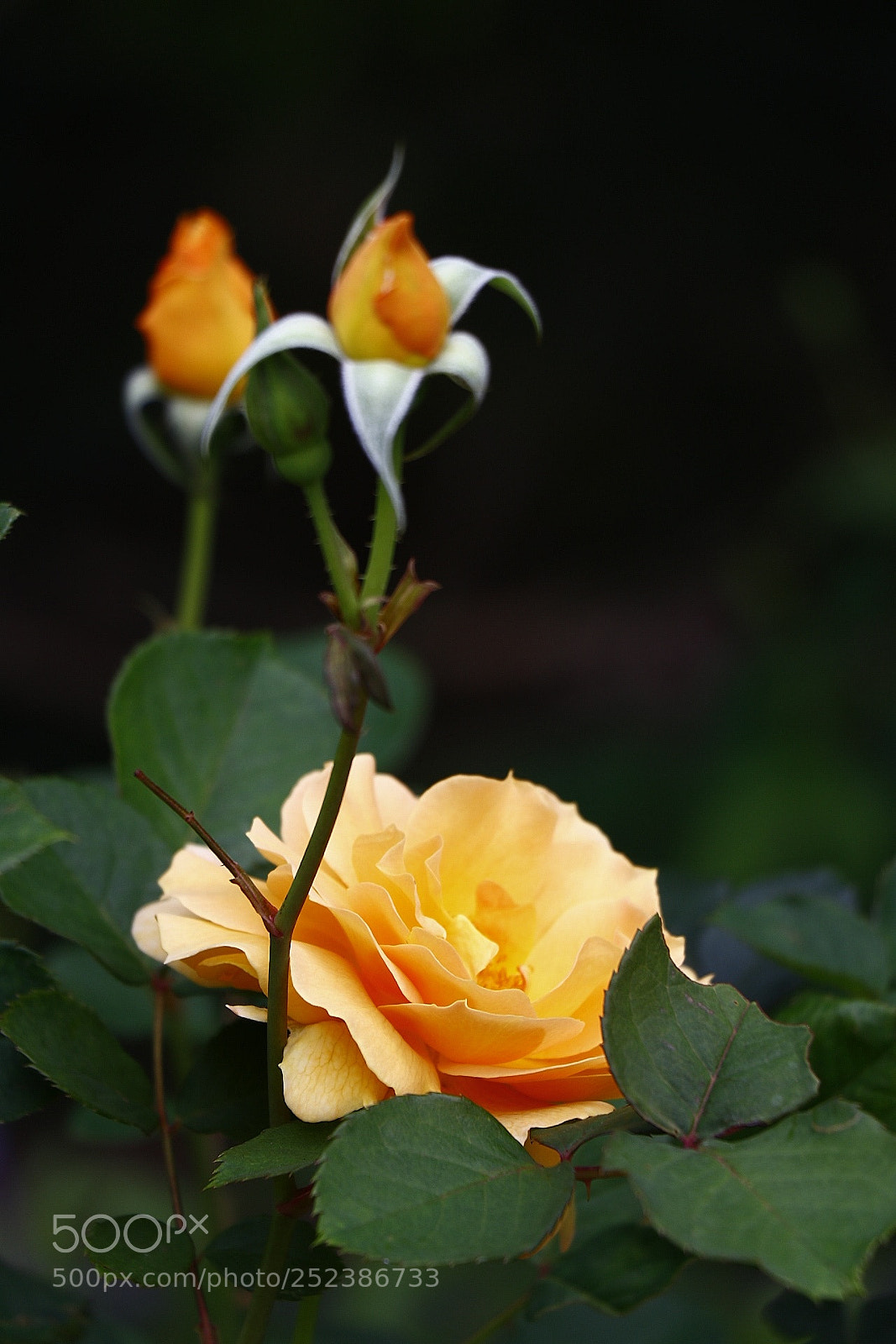 Canon EOS 80D sample photo. Untitled photography