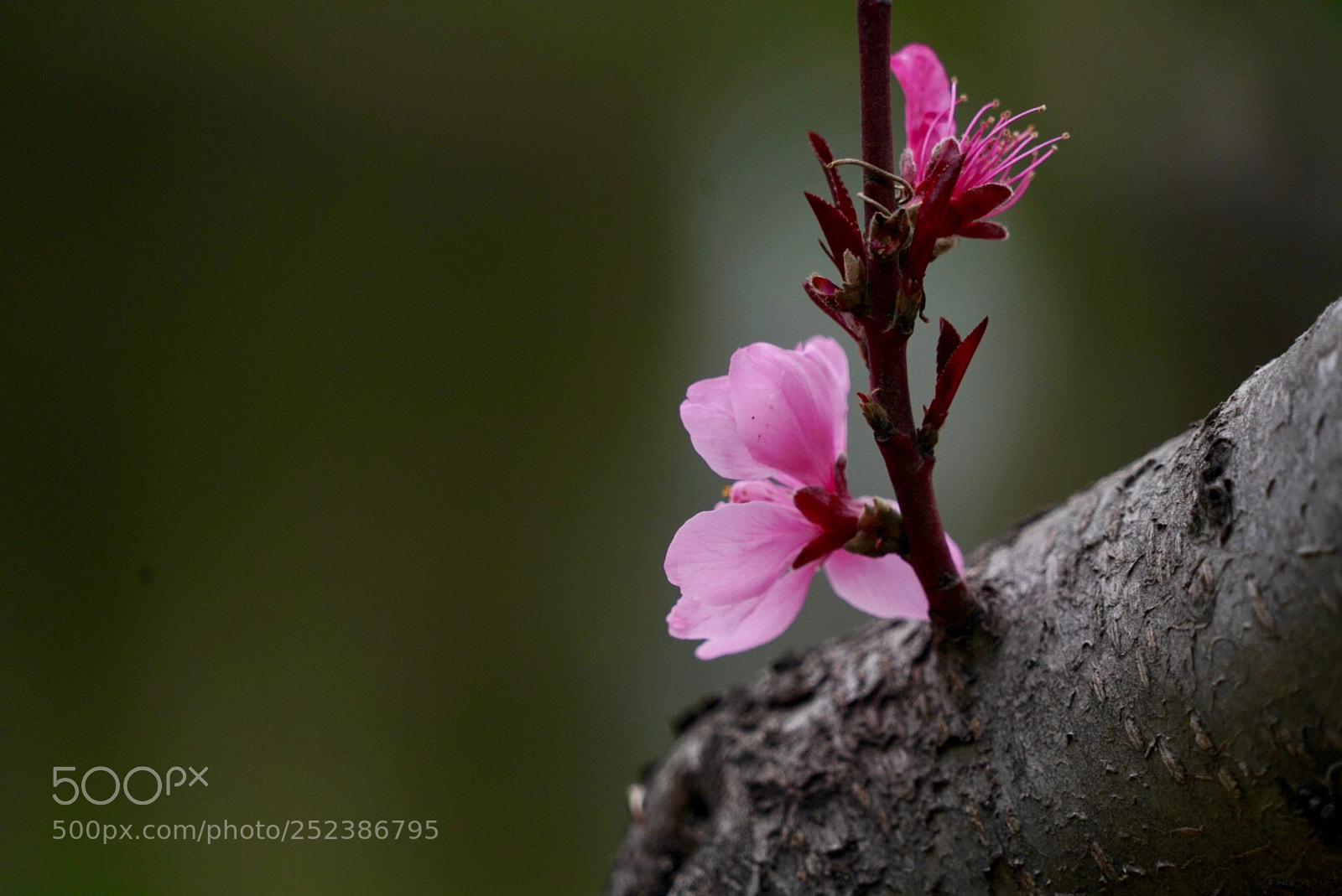 Sony a7R III sample photo. 桃花 photography