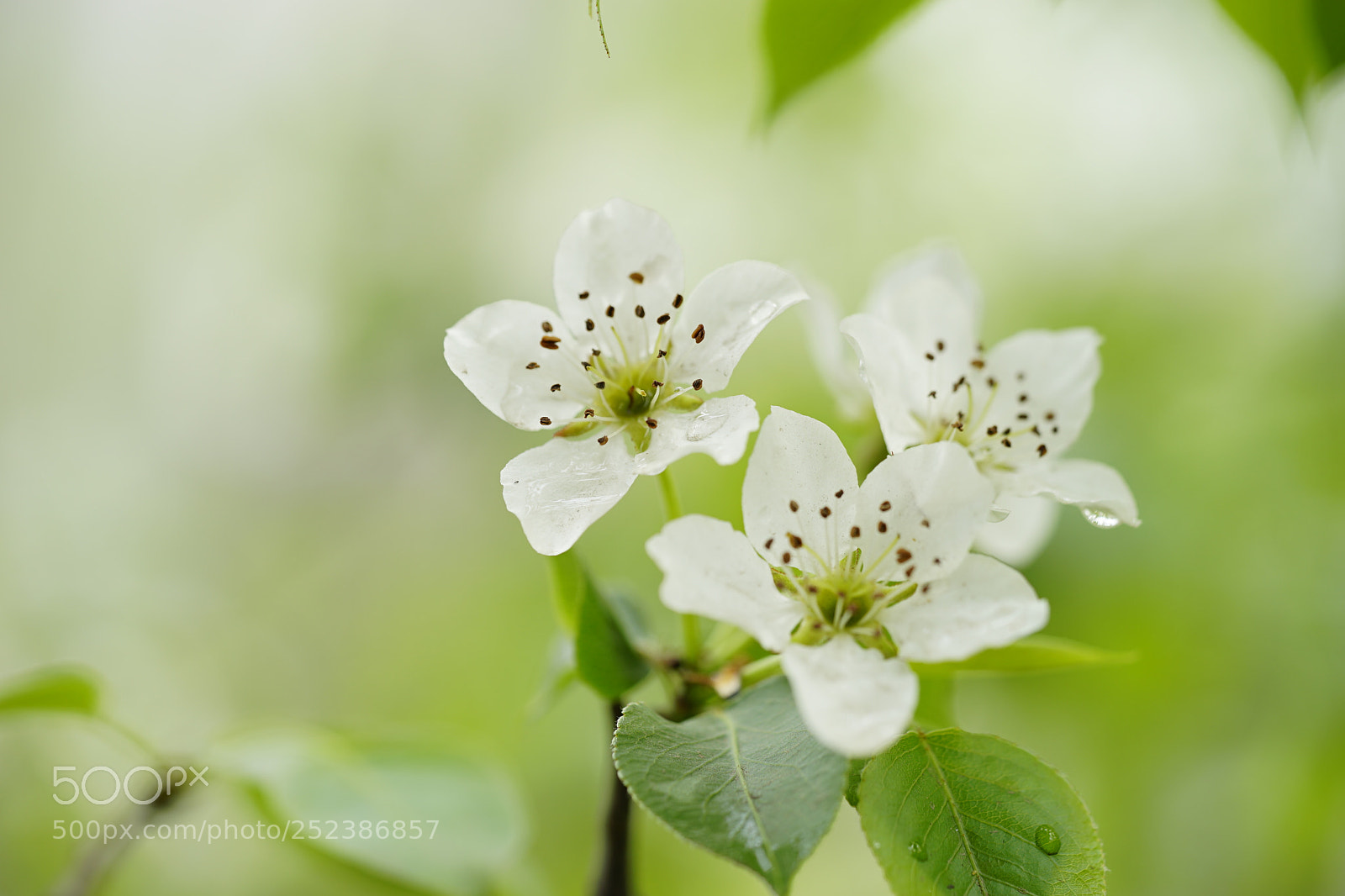 Sony a7 II sample photo. 沐雪梨花 photography