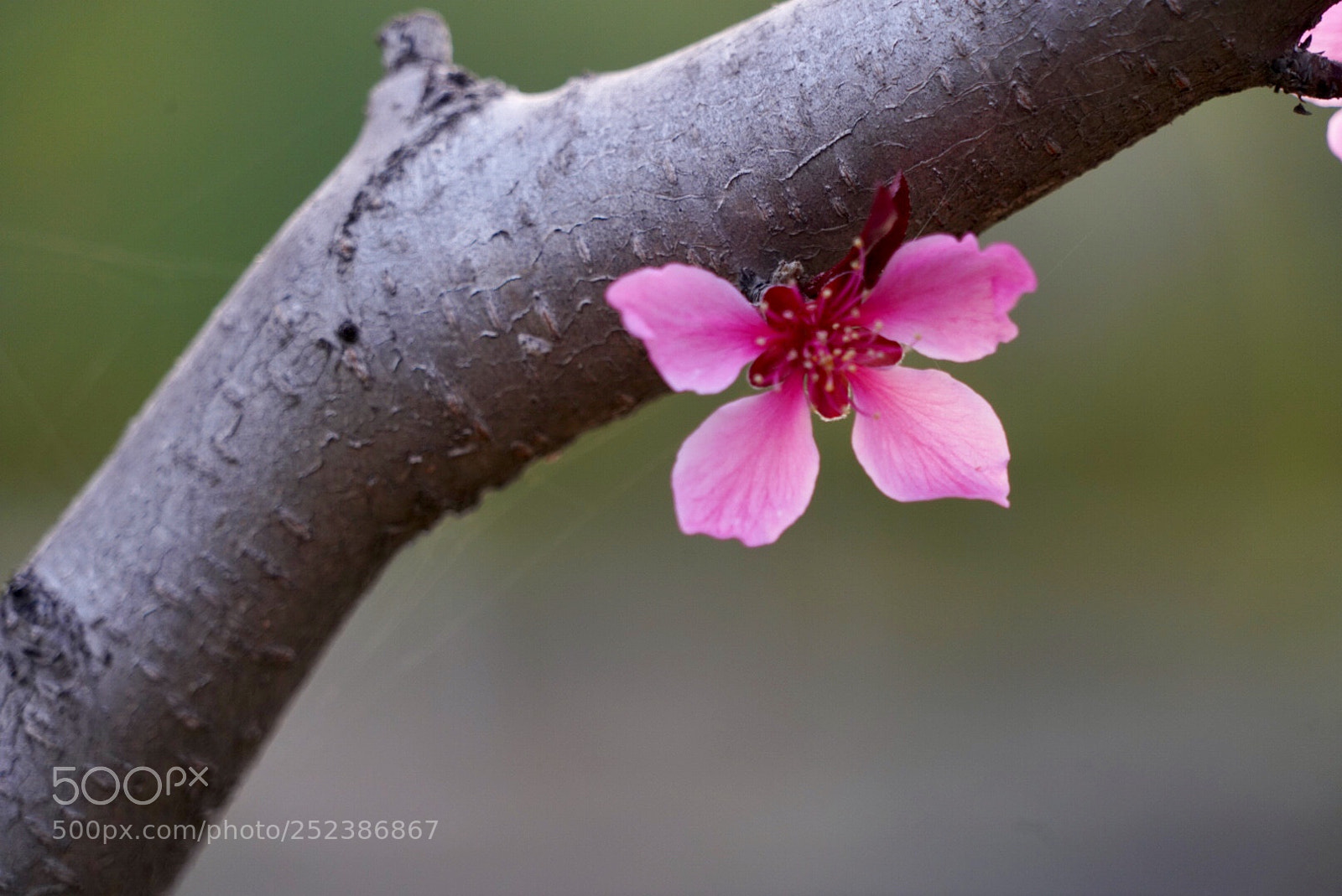 Sony a7R III sample photo. 桃花 photography