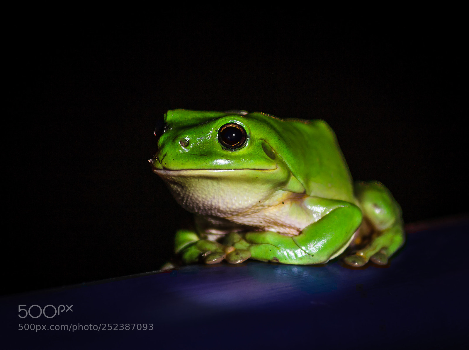 Canon EOS 5D sample photo. Green tree frog contentment photography