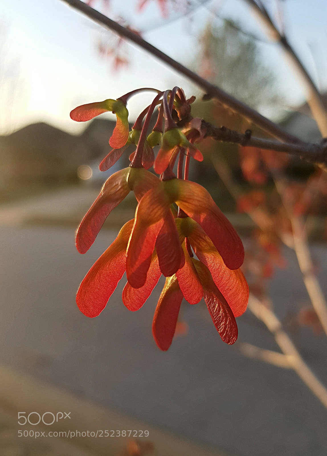 Samsung Galaxy S8+ sample photo. Spring!!! photography