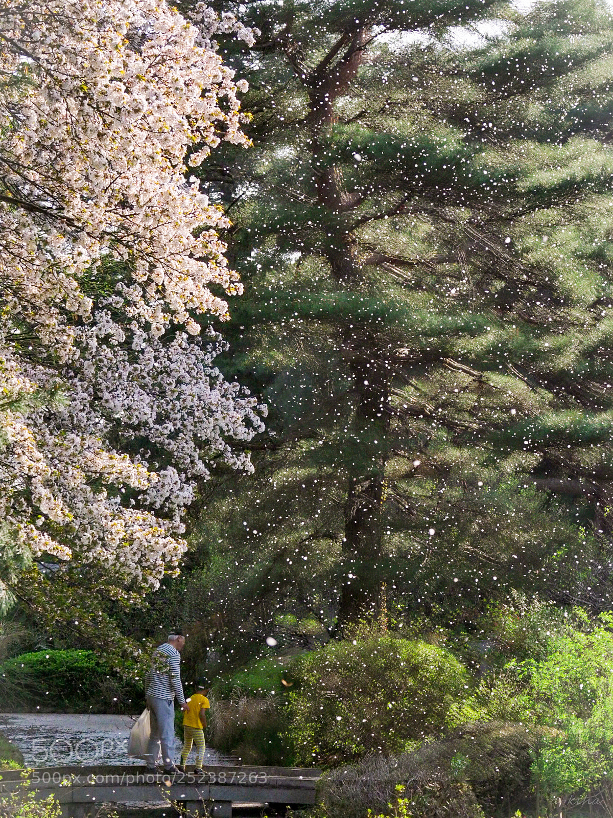Olympus OM-D E-M1 Mark II sample photo. 桜吹雪 photography