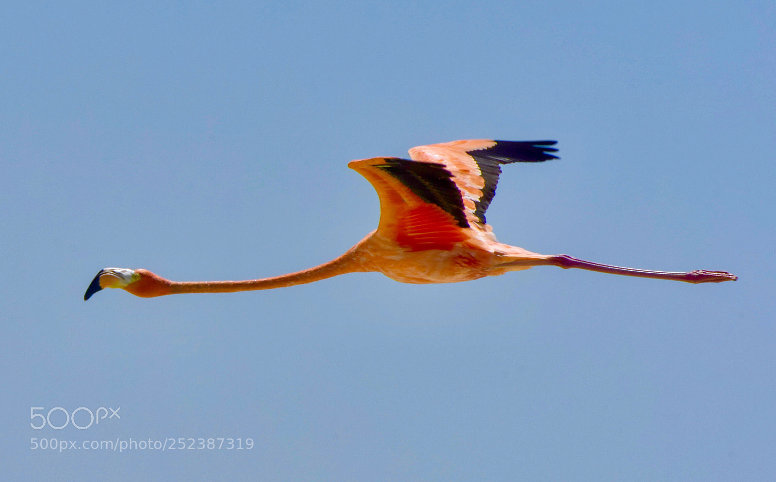 Nikon D810 sample photo. Flamingos  photography