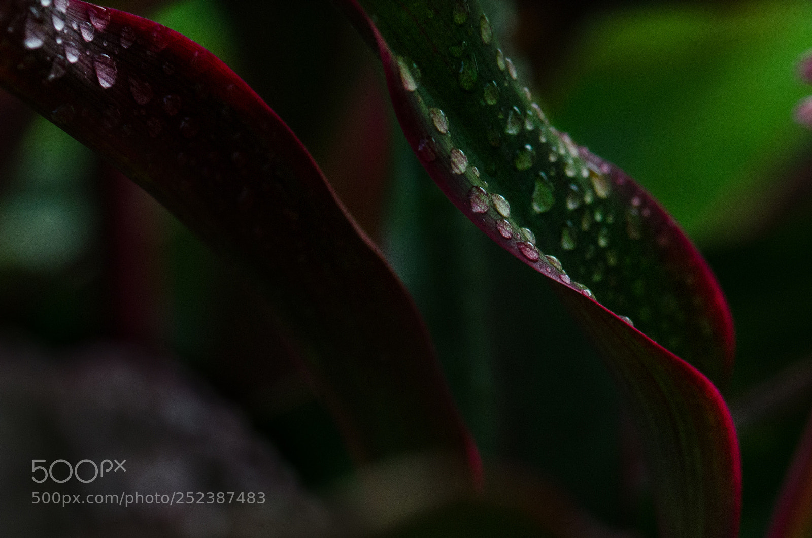 Nikon D7000 sample photo. Red curves photography