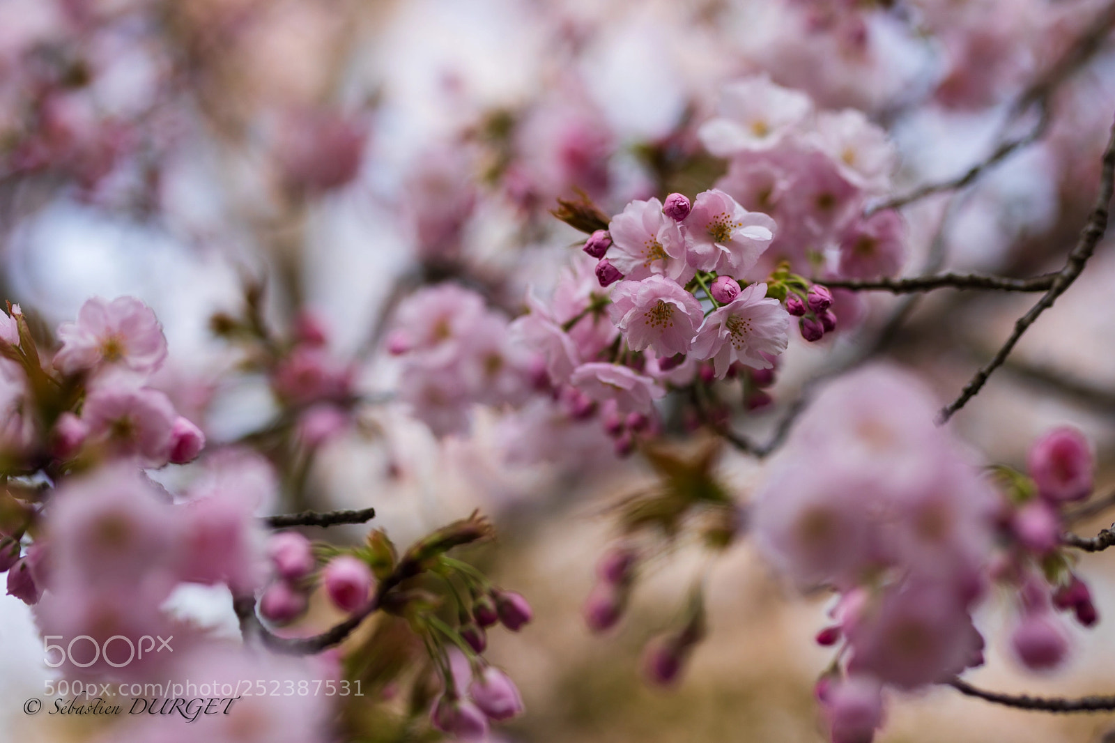 Canon EOS 5D Mark IV sample photo. Sakura kyoto photography