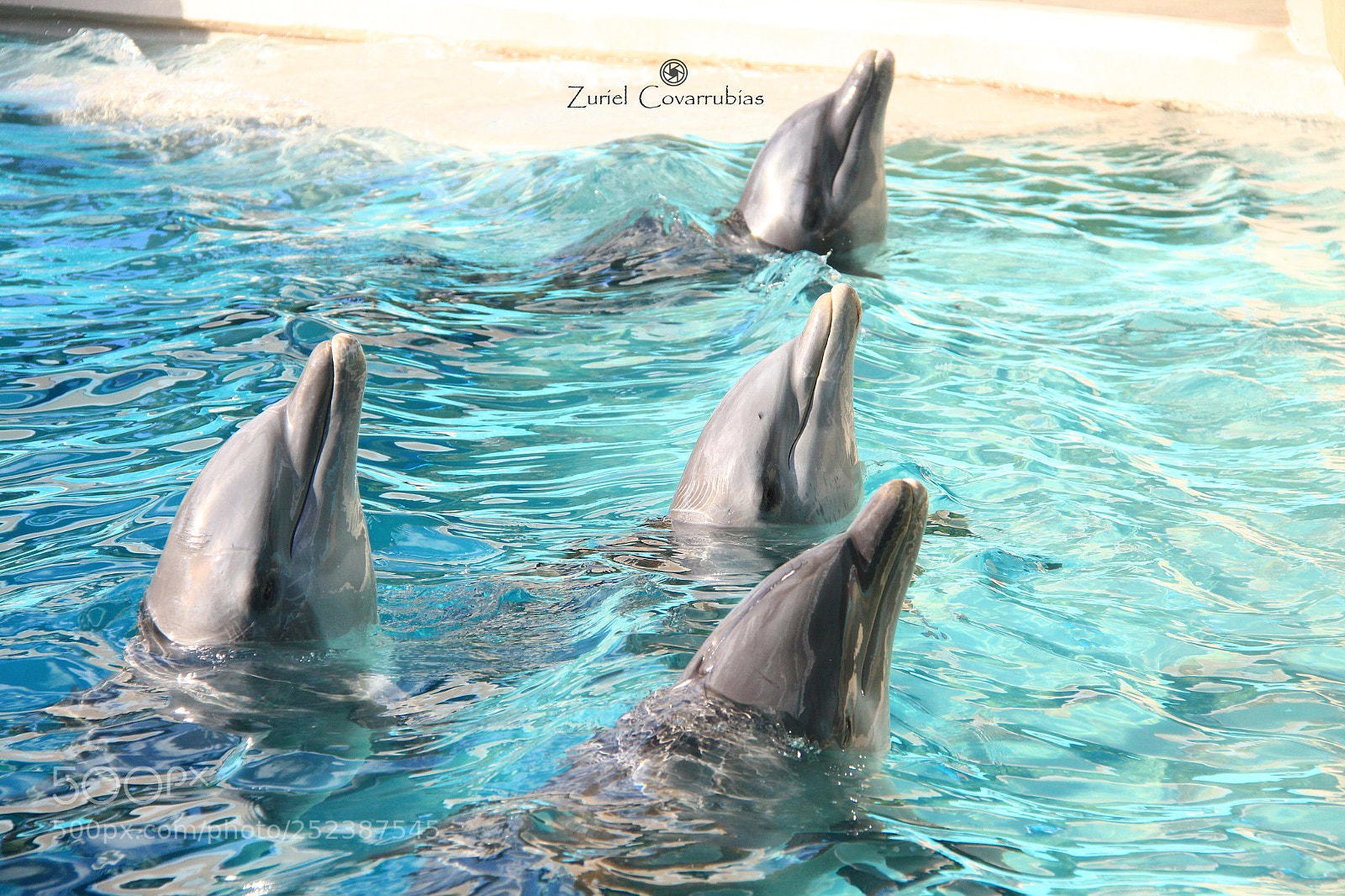 Canon EOS 700D (EOS Rebel T5i / EOS Kiss X7i) sample photo. Dolphins photography