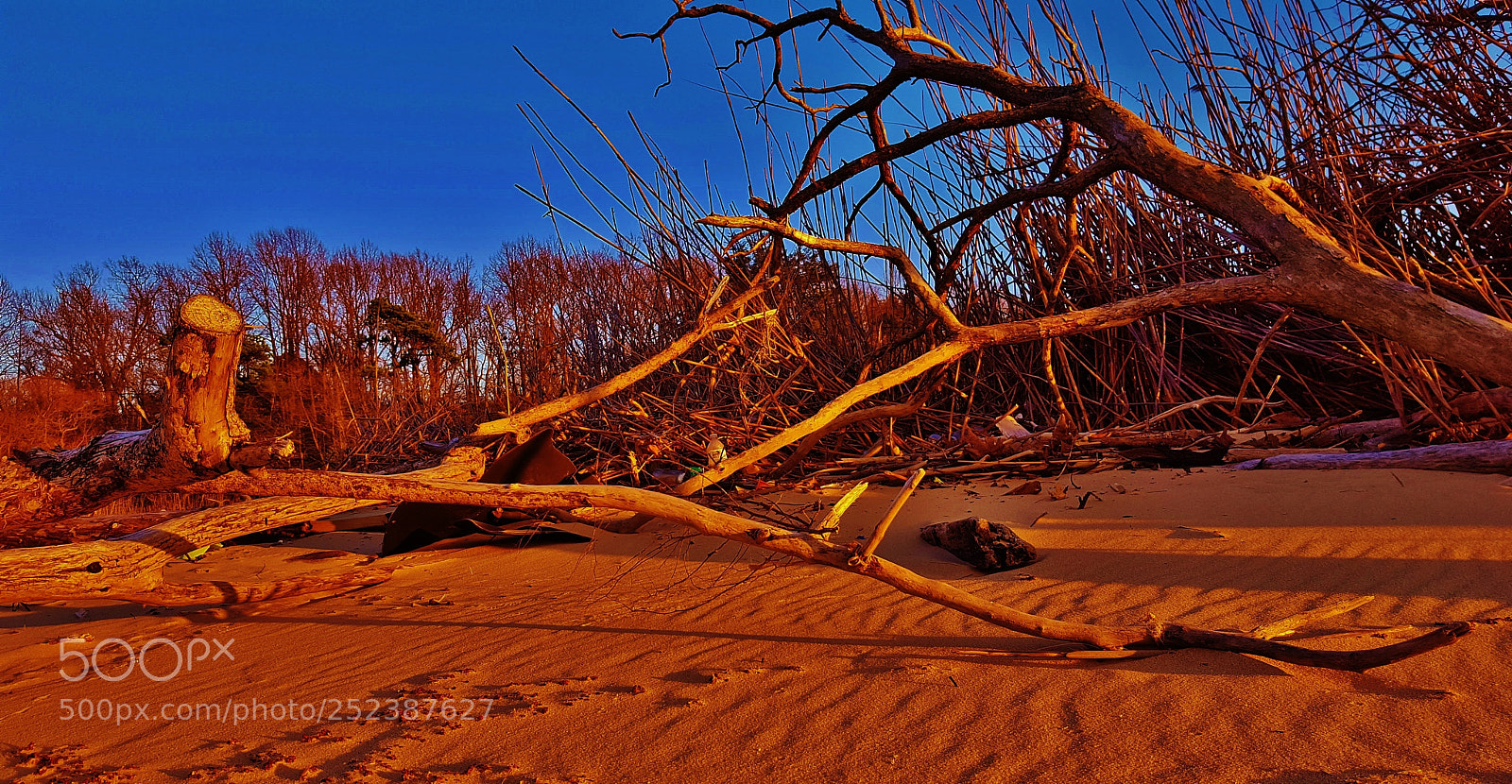 Samsung Galaxy S6 sample photo. Driftwood beach scene 2018 photography