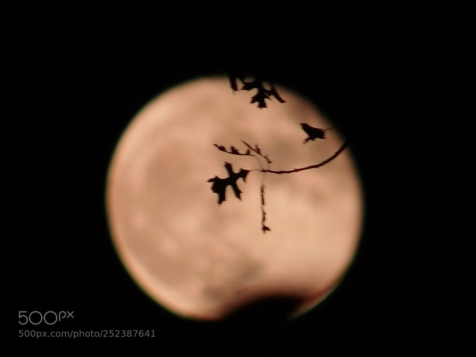 Nikon Coolpix L840 sample photo. October harvest moon of 2017 photography