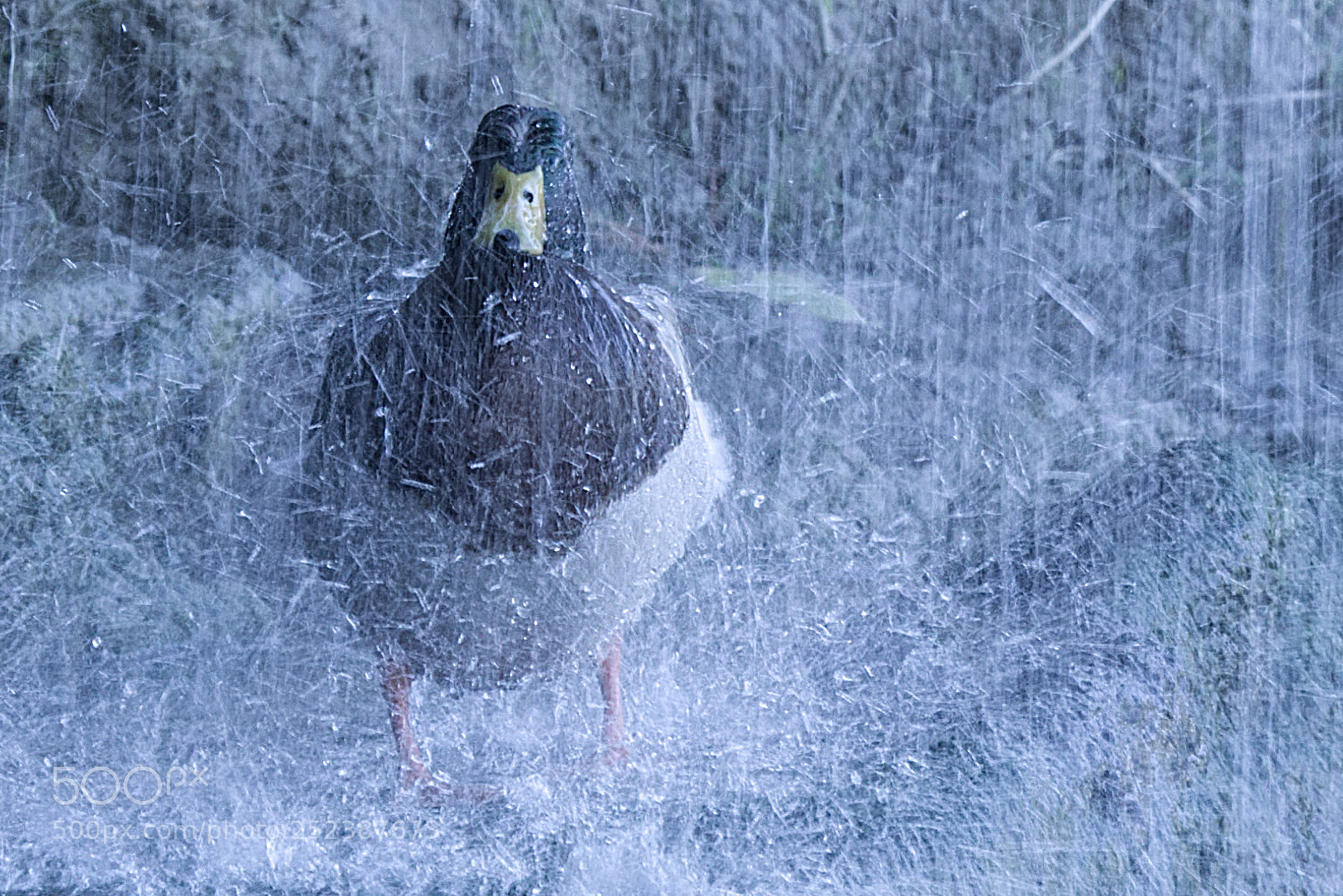 Nikon D3300 sample photo. Under the rain of photography