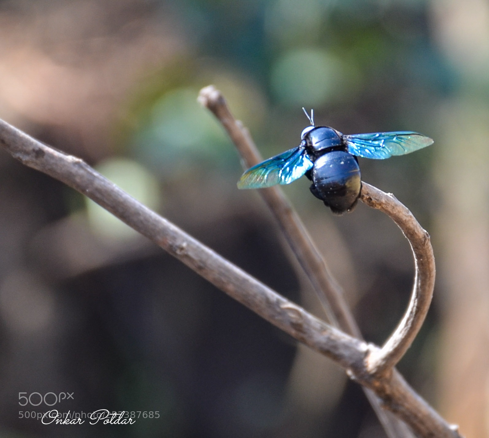 Nikon D7000 sample photo. Carpenter bee photography