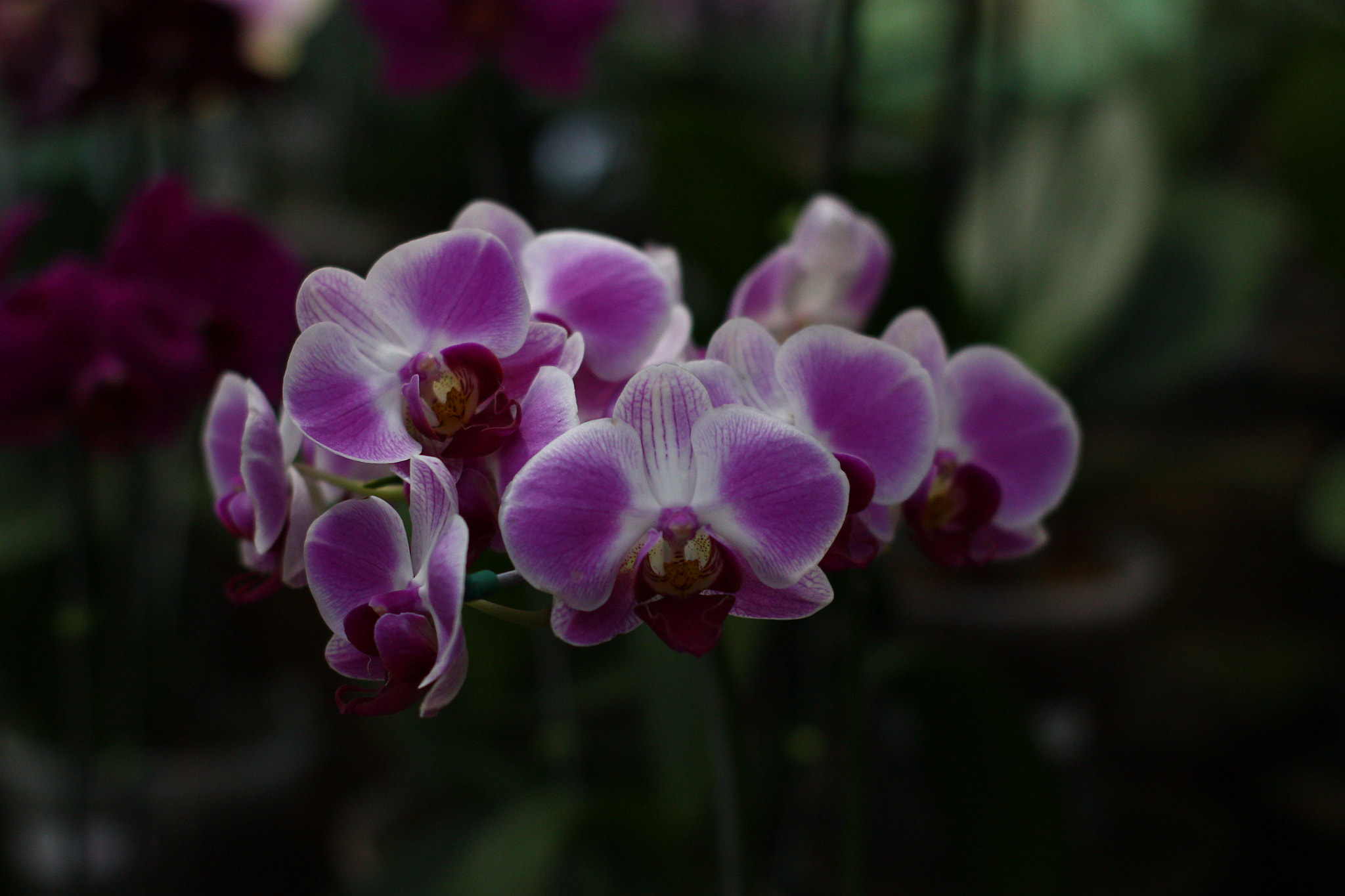 Canon EOS 1100D (EOS Rebel T3 / EOS Kiss X50) + Canon 50mm sample photo. Moth orchid photography