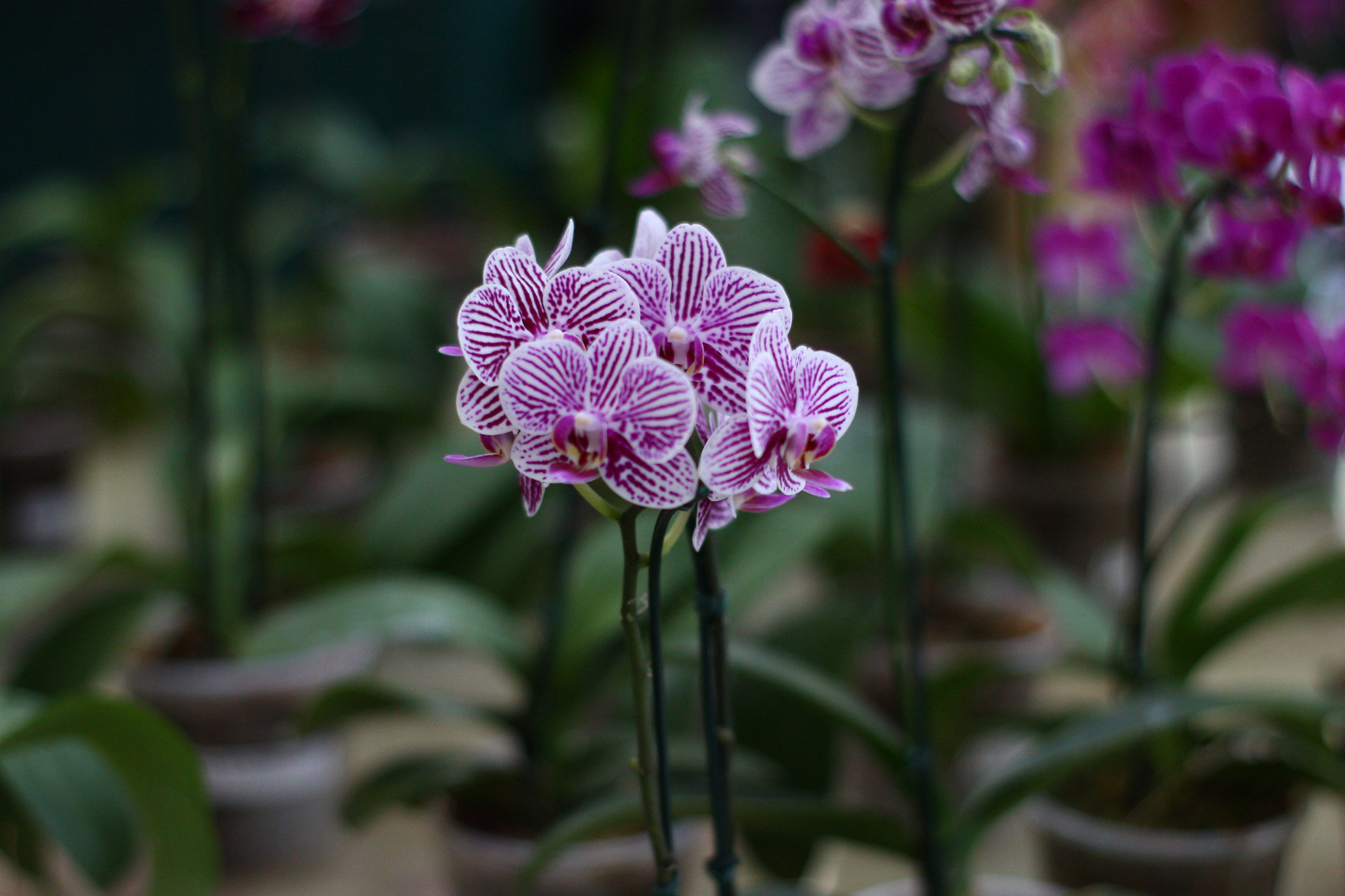 Canon EOS 1100D (EOS Rebel T3 / EOS Kiss X50) + Canon 50mm sample photo. Moth orchid photography