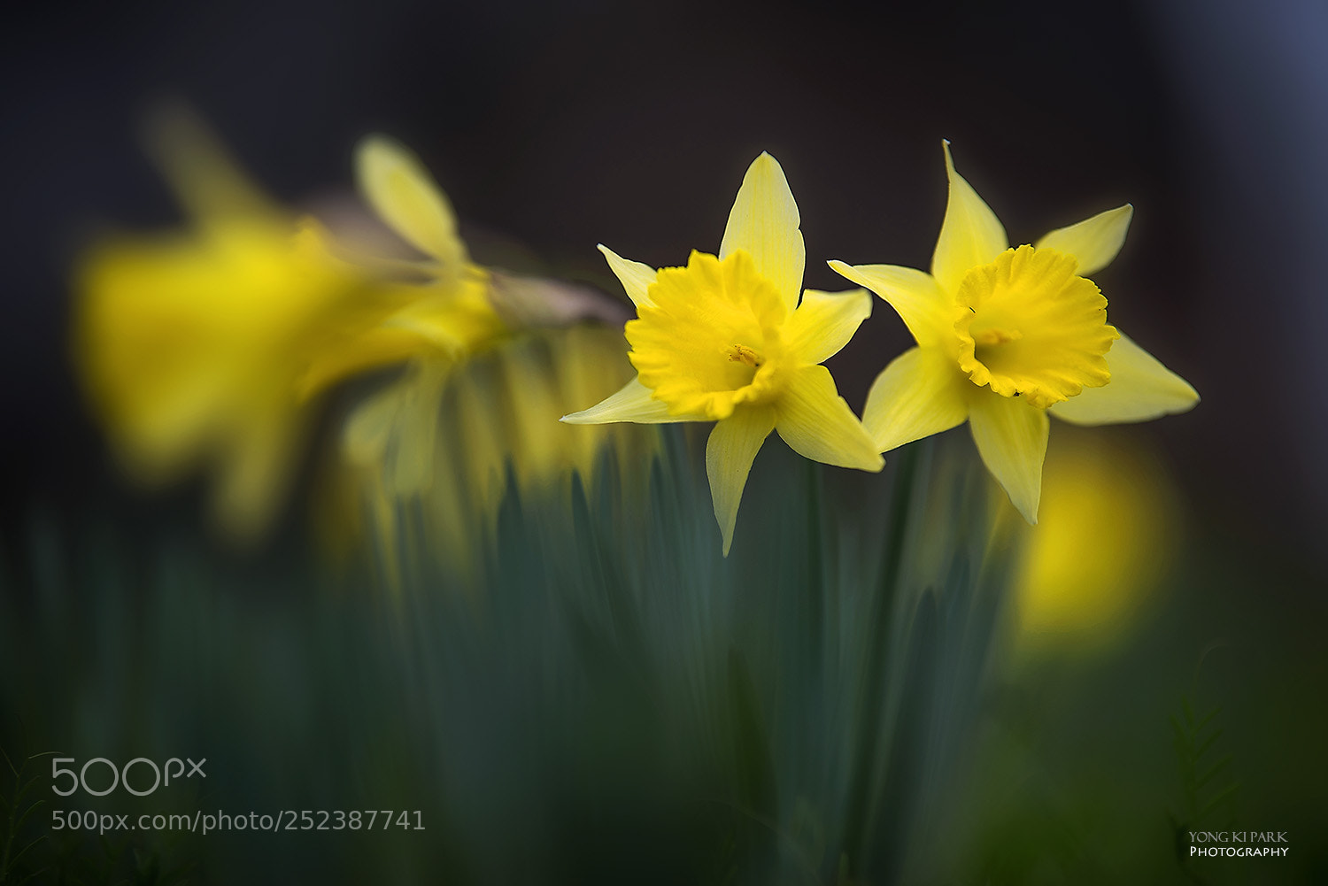 Pentax K-1 sample photo. Spring again-11 photography
