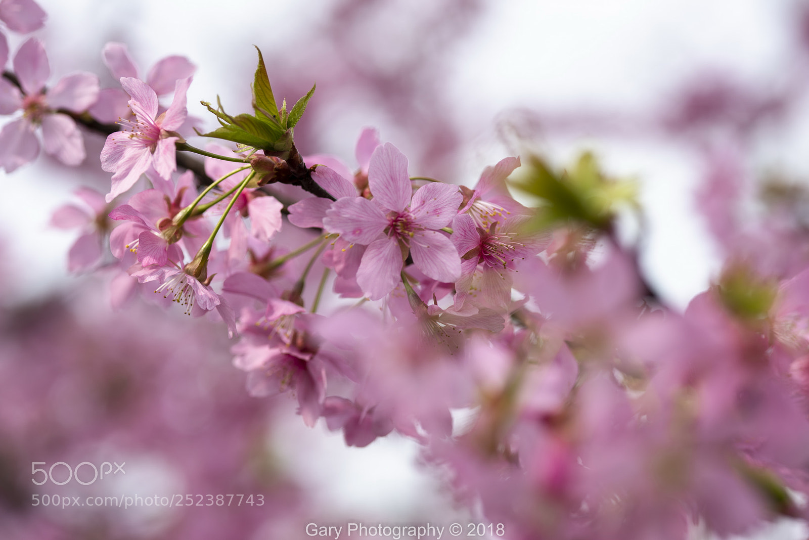 Nikon D810 sample photo. 俏枝头 photography
