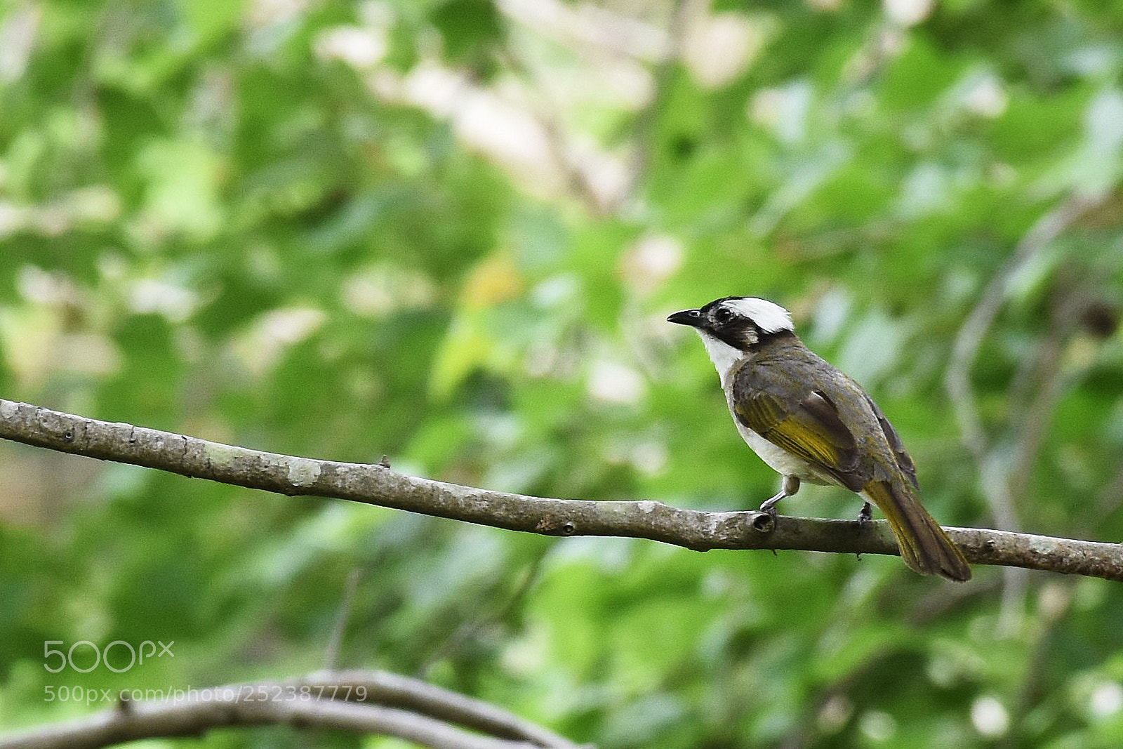 Nikon D7200 sample photo. 白头鹎 photography