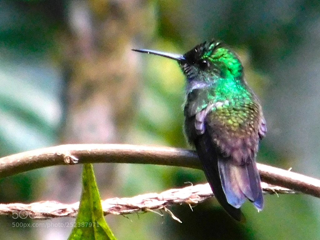 Nikon Coolpix L840 sample photo. Green-crowned brilliant hummingbird photography