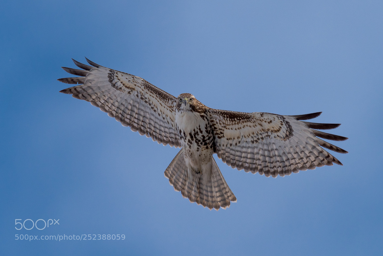 Nikon D810 sample photo. Hawk eyes photography