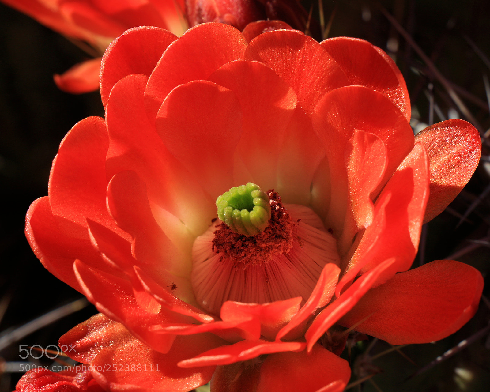 Canon EOS 700D (EOS Rebel T5i / EOS Kiss X7i) sample photo. Echinocereus triglochidiatus cactus blossom photography