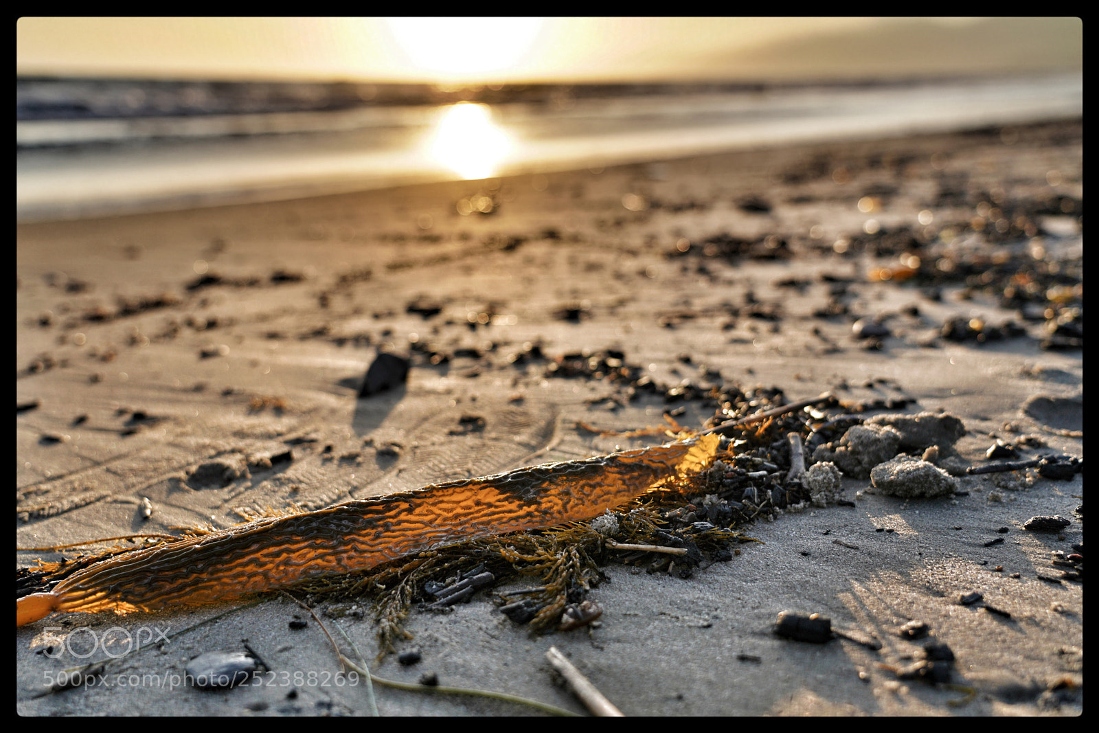 Sony a7R III sample photo. Seaweed sunset photography