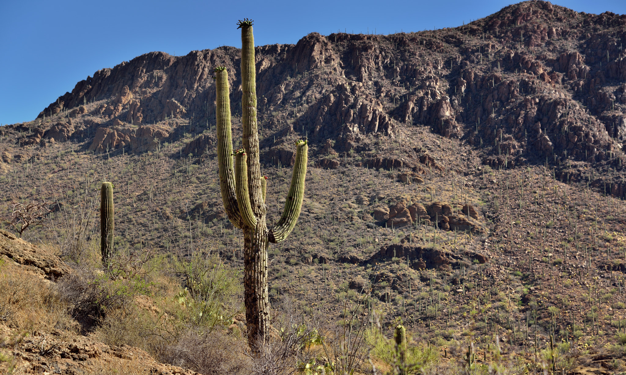 Nikon AF-S Nikkor 24-120mm F4G ED VR sample photo. A morning in tucson mountain park photography