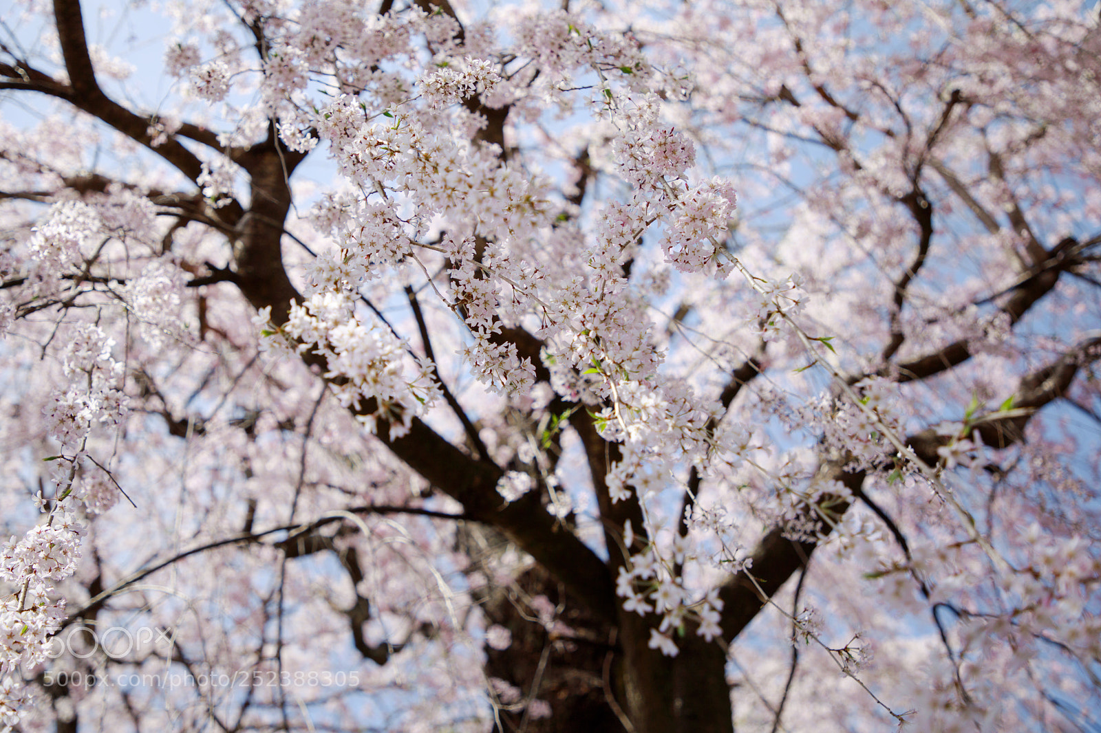 Canon EOS 5D Mark IV sample photo. Weeping cherry photography