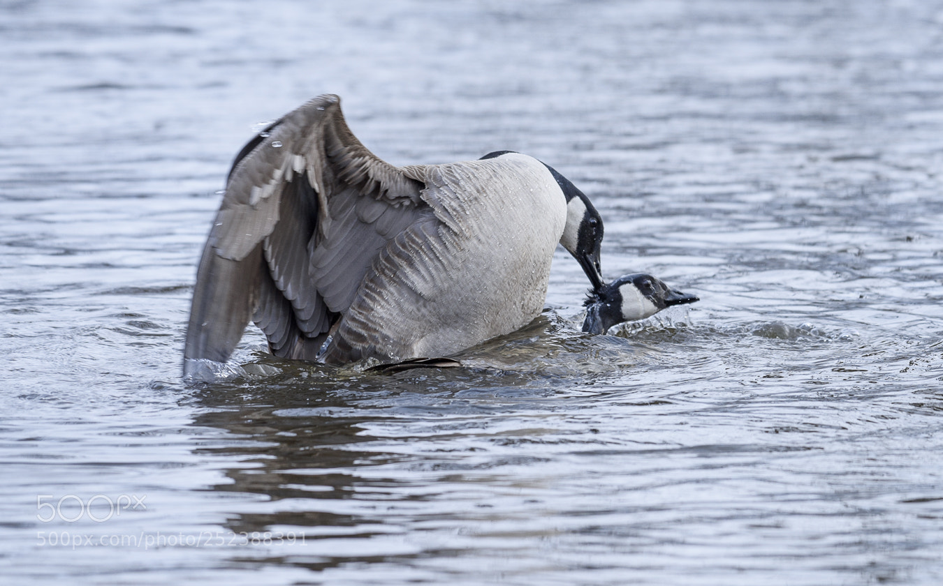 Nikon D810 sample photo. Mating season photography