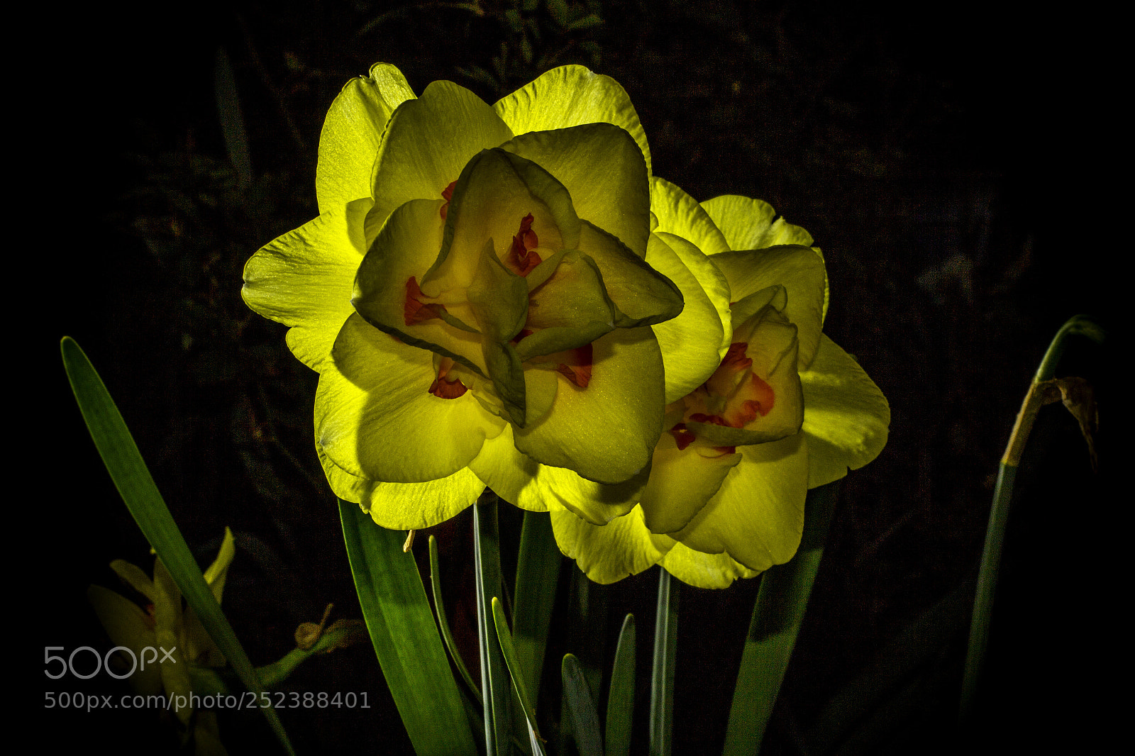 Canon EOS 60D sample photo. Flower of light photography