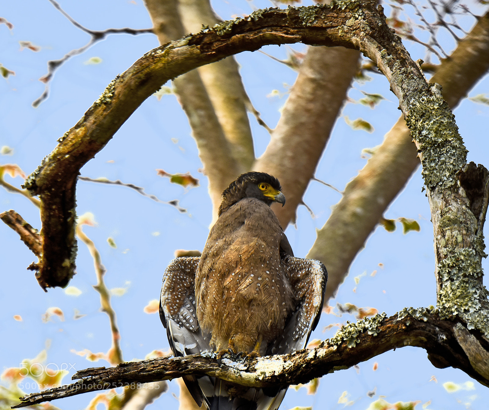 Nikon D810 sample photo. A raptor photography