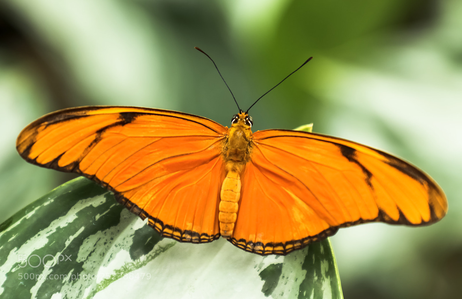 Canon EOS 5D Mark IV sample photo. Butterfly photography