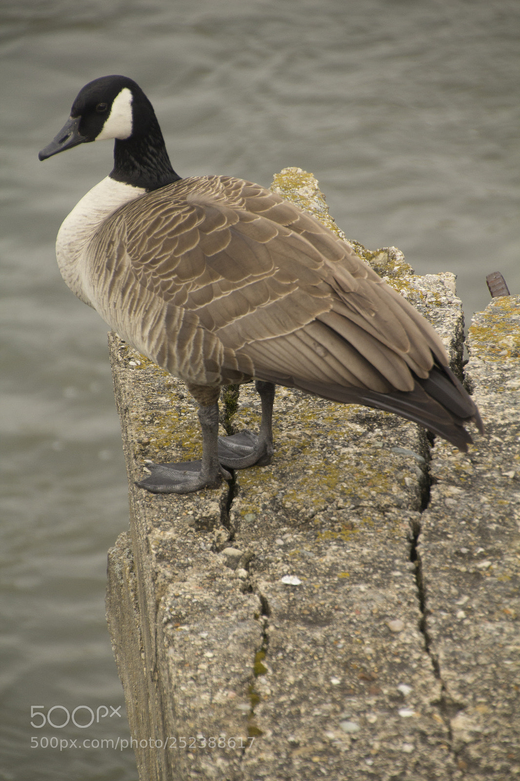 Canon EOS 1200D (EOS Rebel T5 / EOS Kiss X70 / EOS Hi) sample photo. Canada goose watching the photography