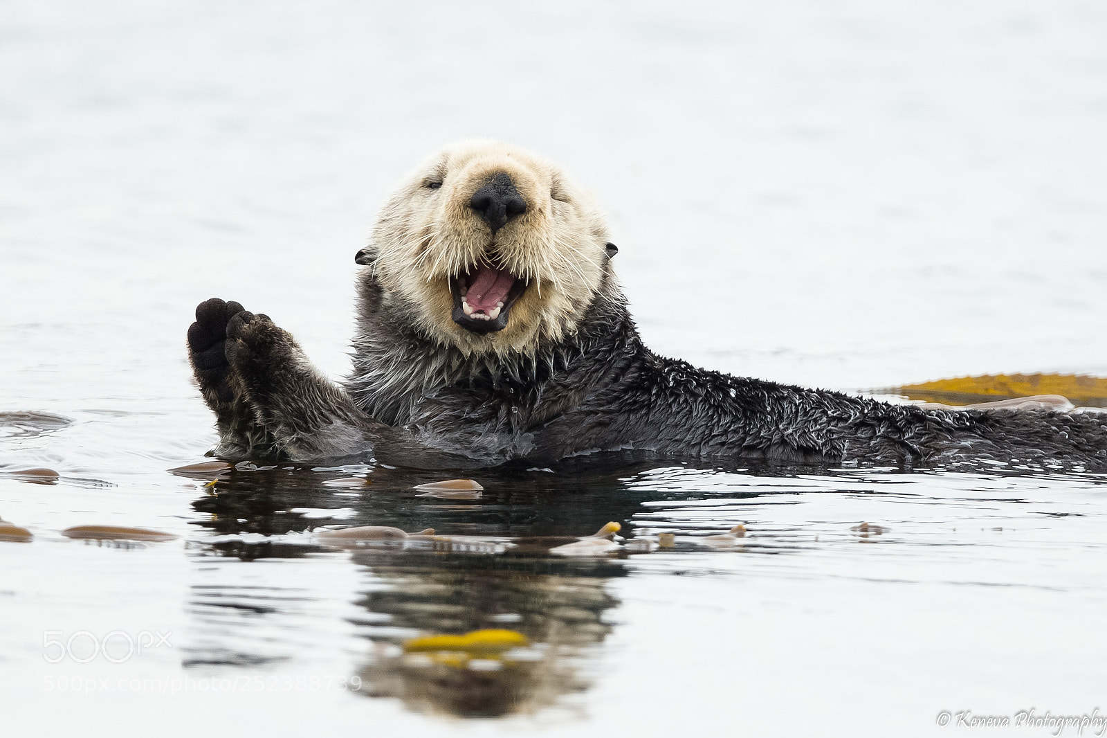 Canon EOS-1D X sample photo. Sea otter smiling photography