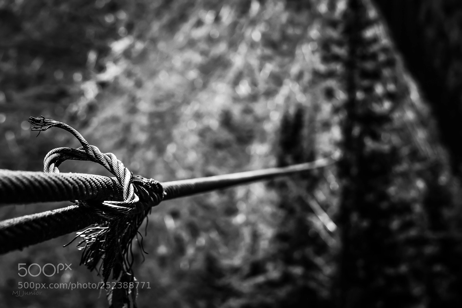 Nikon D7200 sample photo. Logging knot... photography