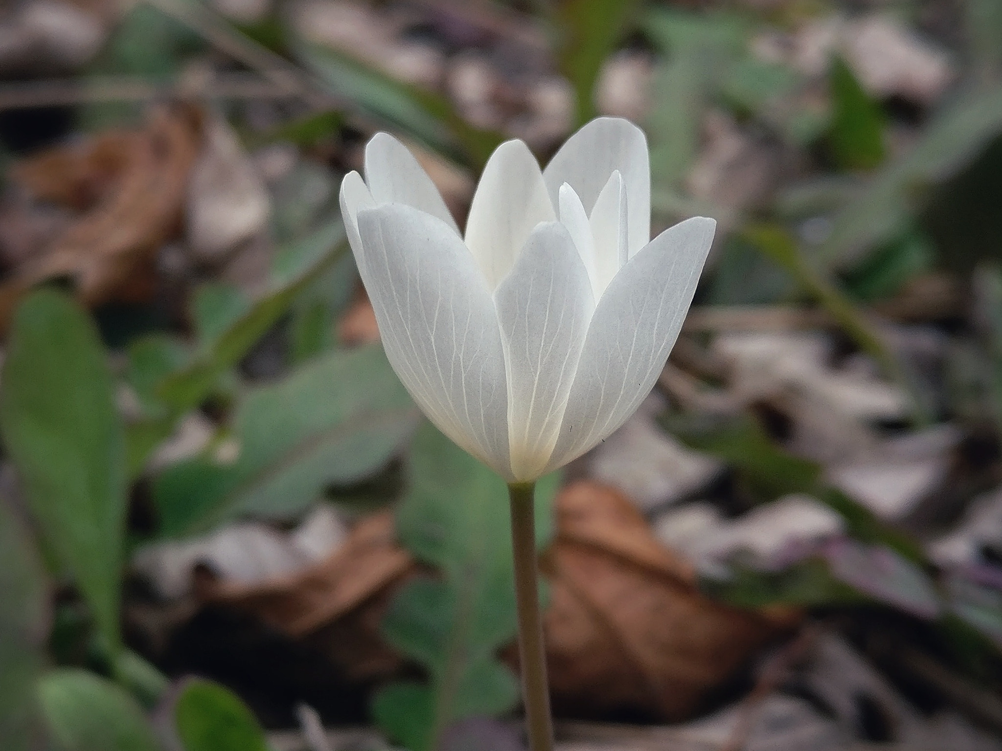 OnePlus A3000 sample photo. Bloodroot photography