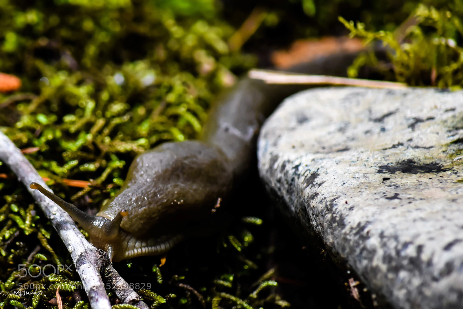 Nikon D7200 sample photo. Slug... photography