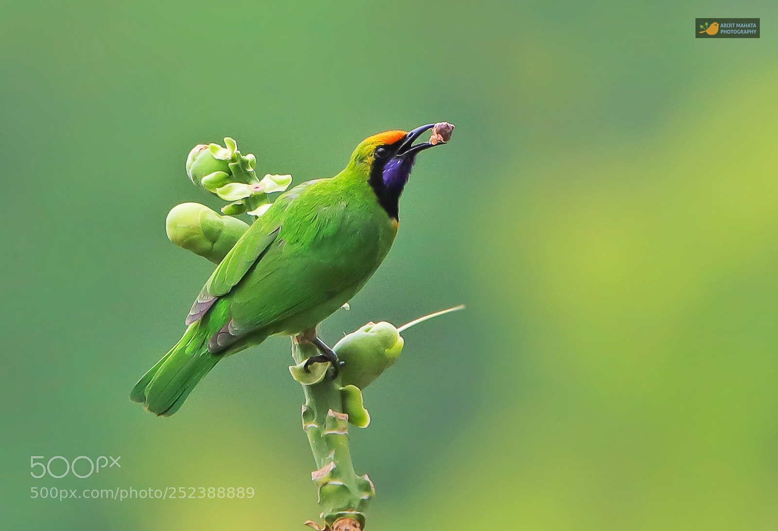 Canon EOS 6D Mark II sample photo. Golden fronted leafbird...... photography