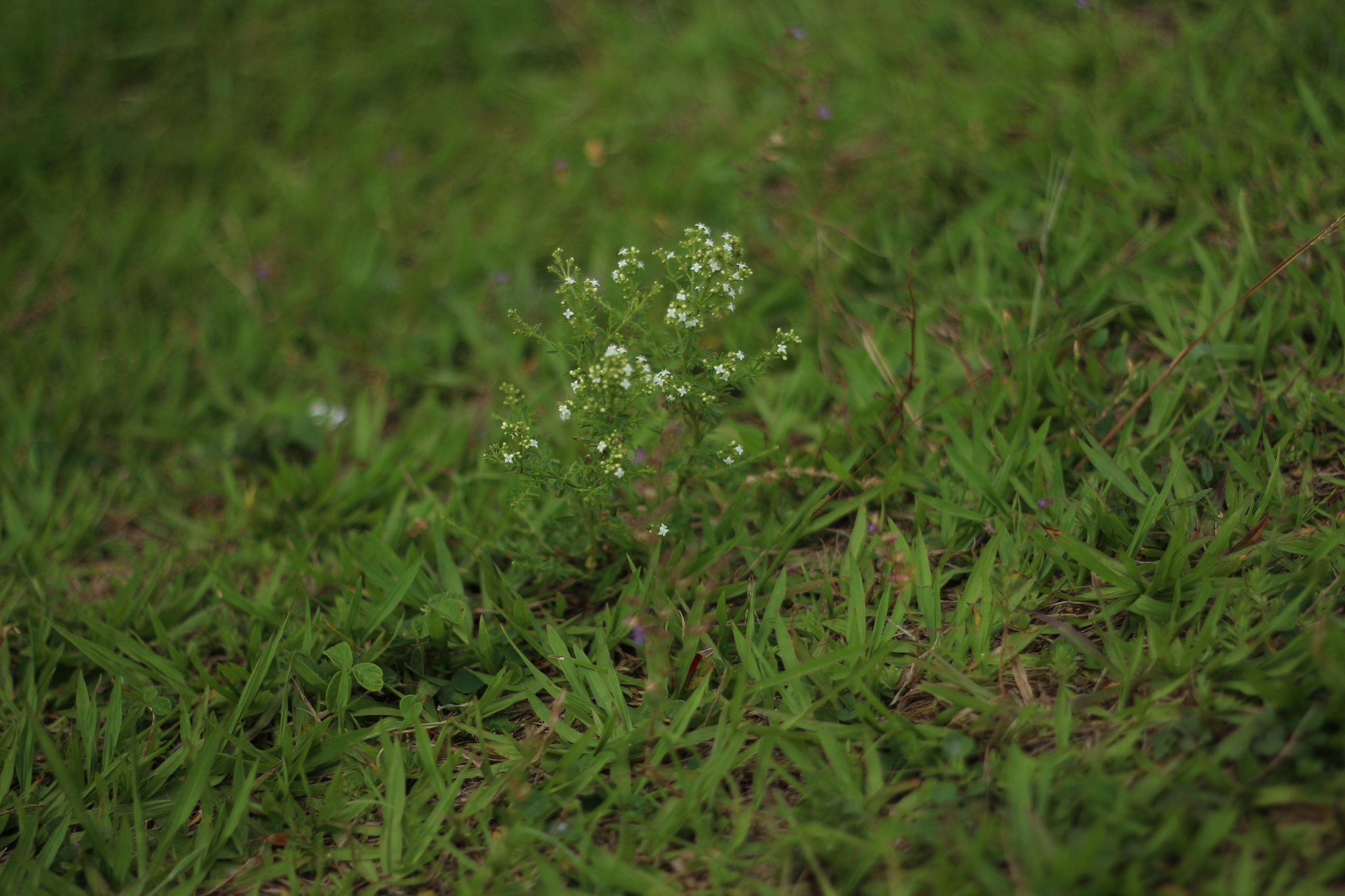 Canon EF 50mm f/1.8 sample photo. Florzinha do mato photography