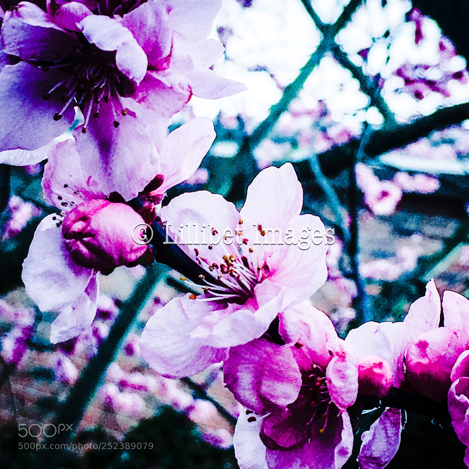 Apple iPhone 6s sample photo. Blossom in april  photography