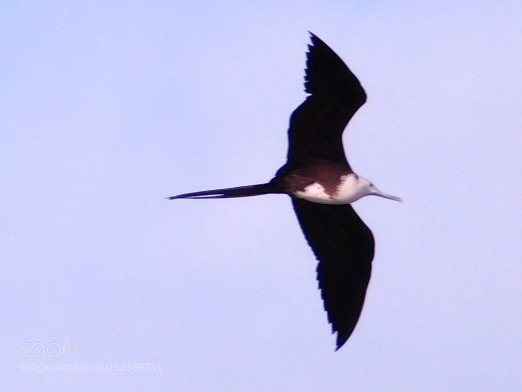 Nikon Coolpix L840 sample photo. Waved albatross photography