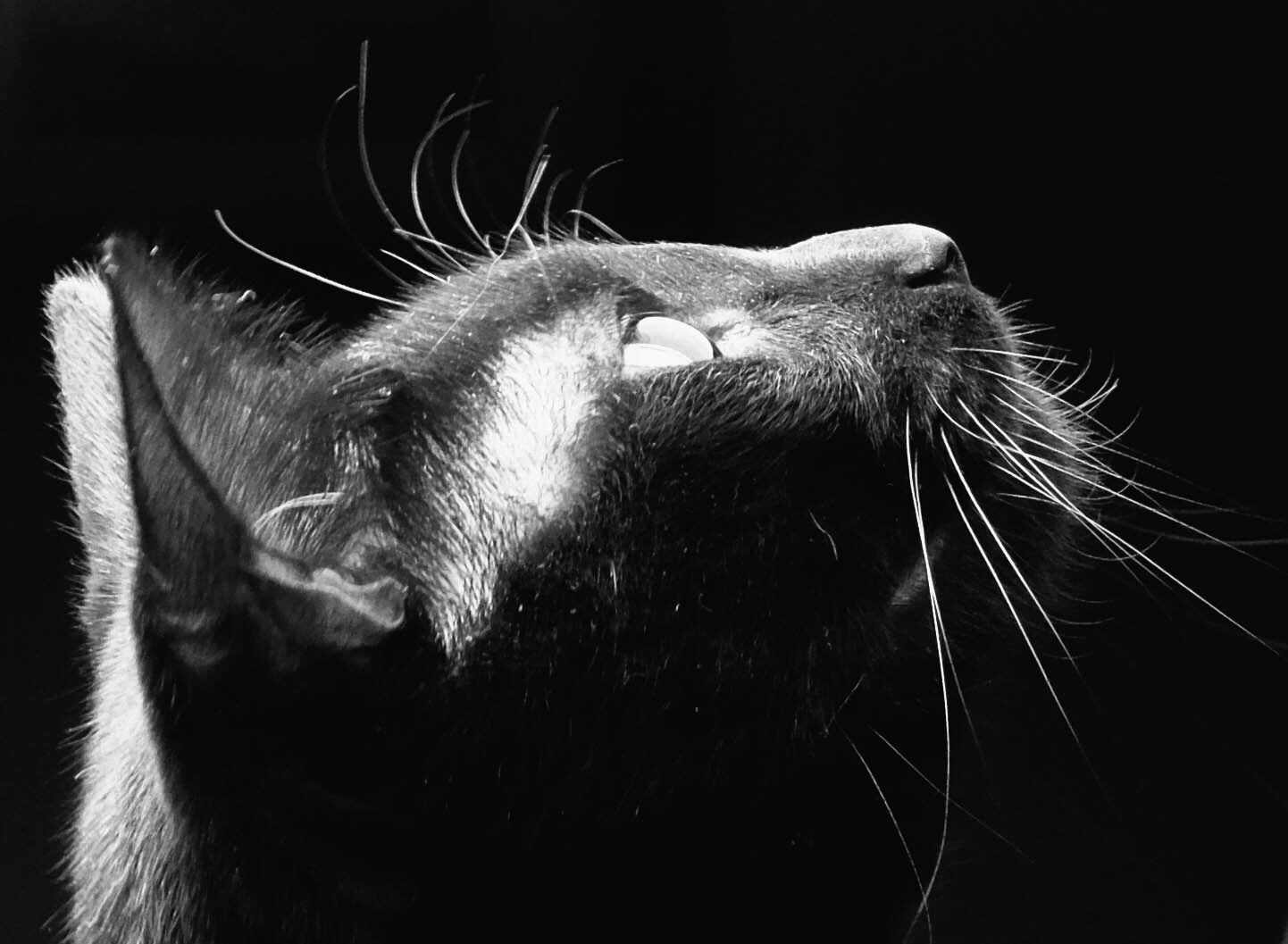 Fujifilm XQ2 sample photo. Cat photography