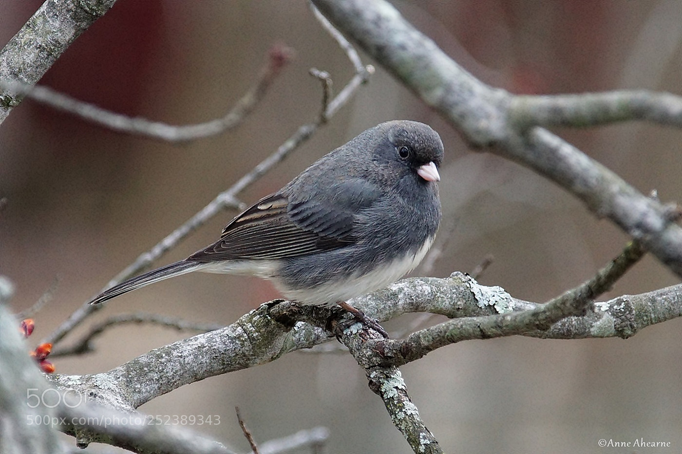Sony ILCA-77M2 sample photo. Dark-eyed junco photography