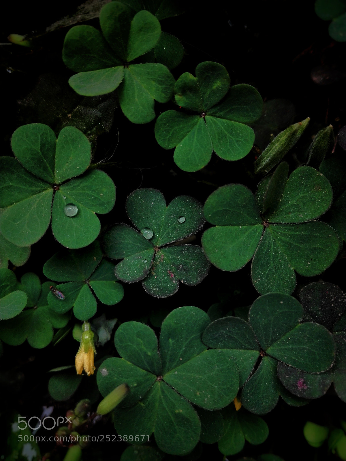 HUAWEI P8 Lite sample photo. Lucky plant photography