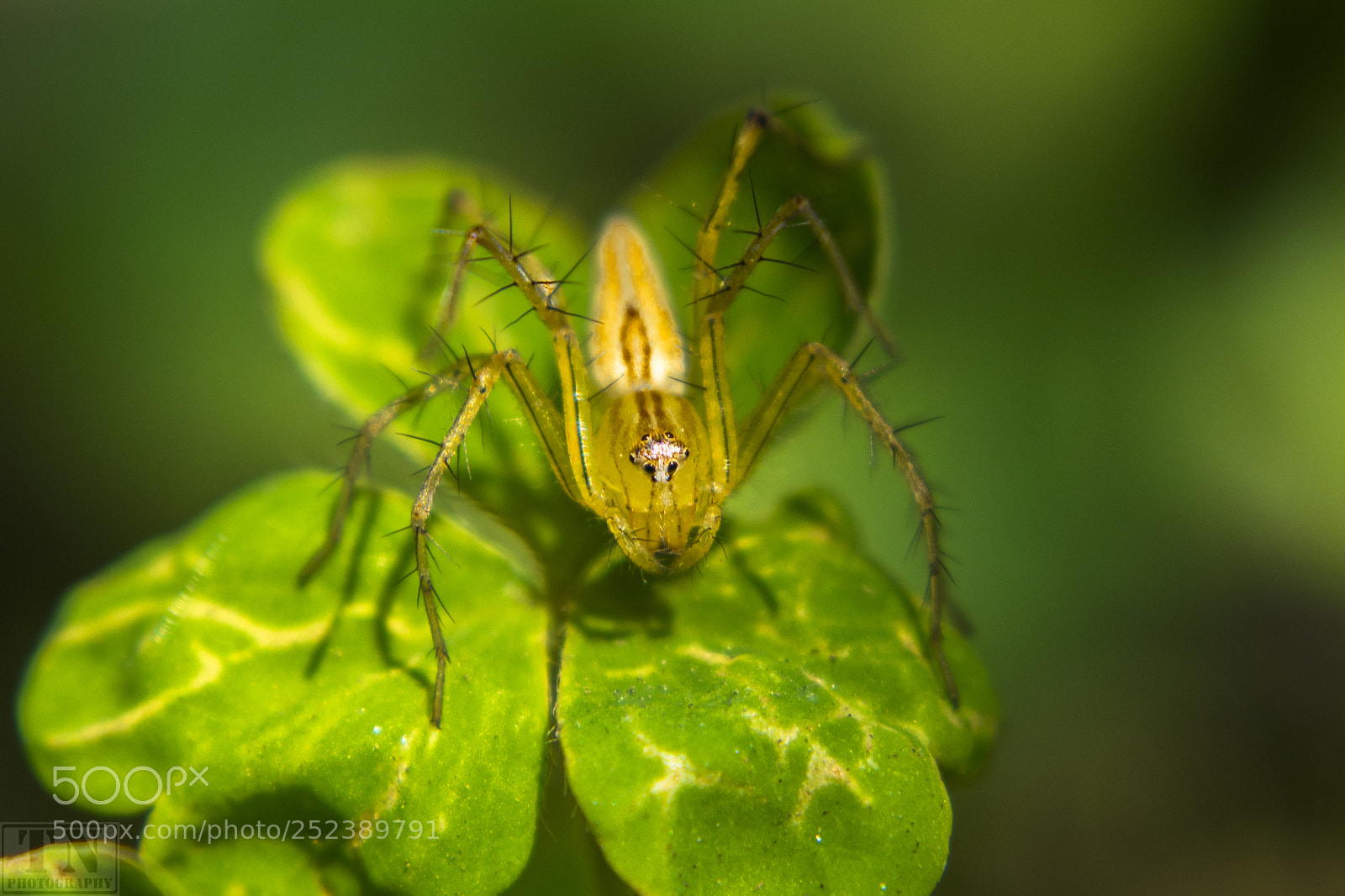 Nikon D3300 sample photo. Name- yellow lynx spider photography