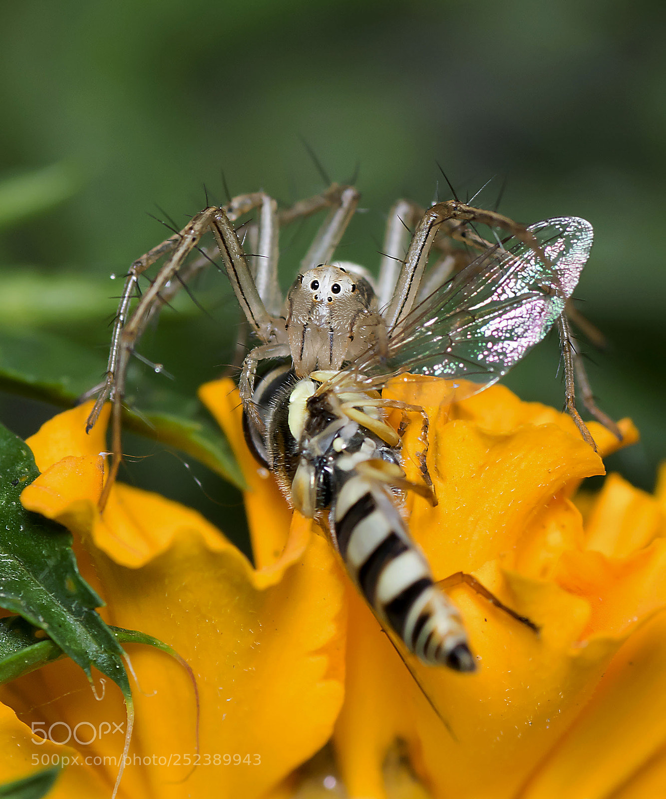 Nikon D5300 sample photo. Killing the ancient art photography