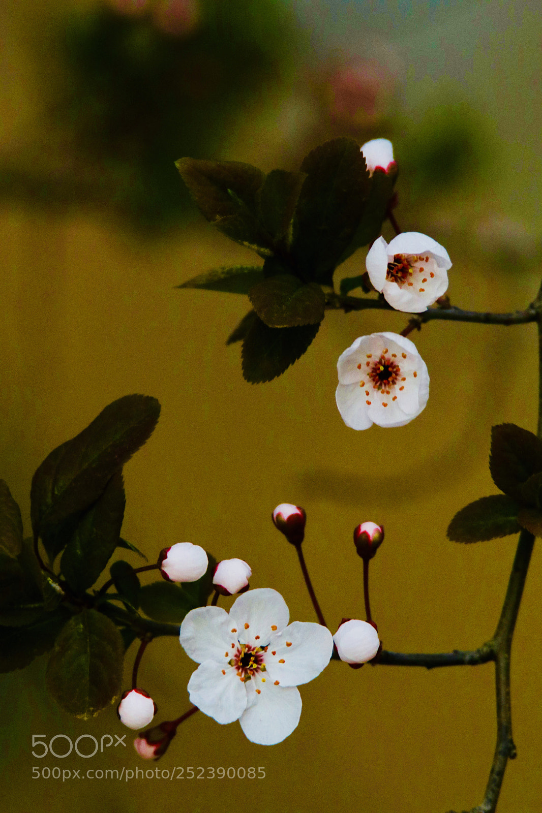 Canon EOS 80D sample photo. 花语a flower oil painting photography