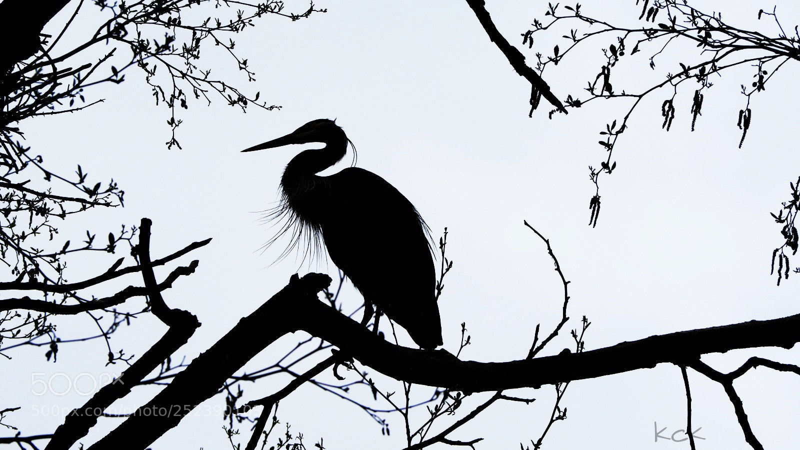 Olympus OM-D E-M10 II sample photo. Blue heron. photography