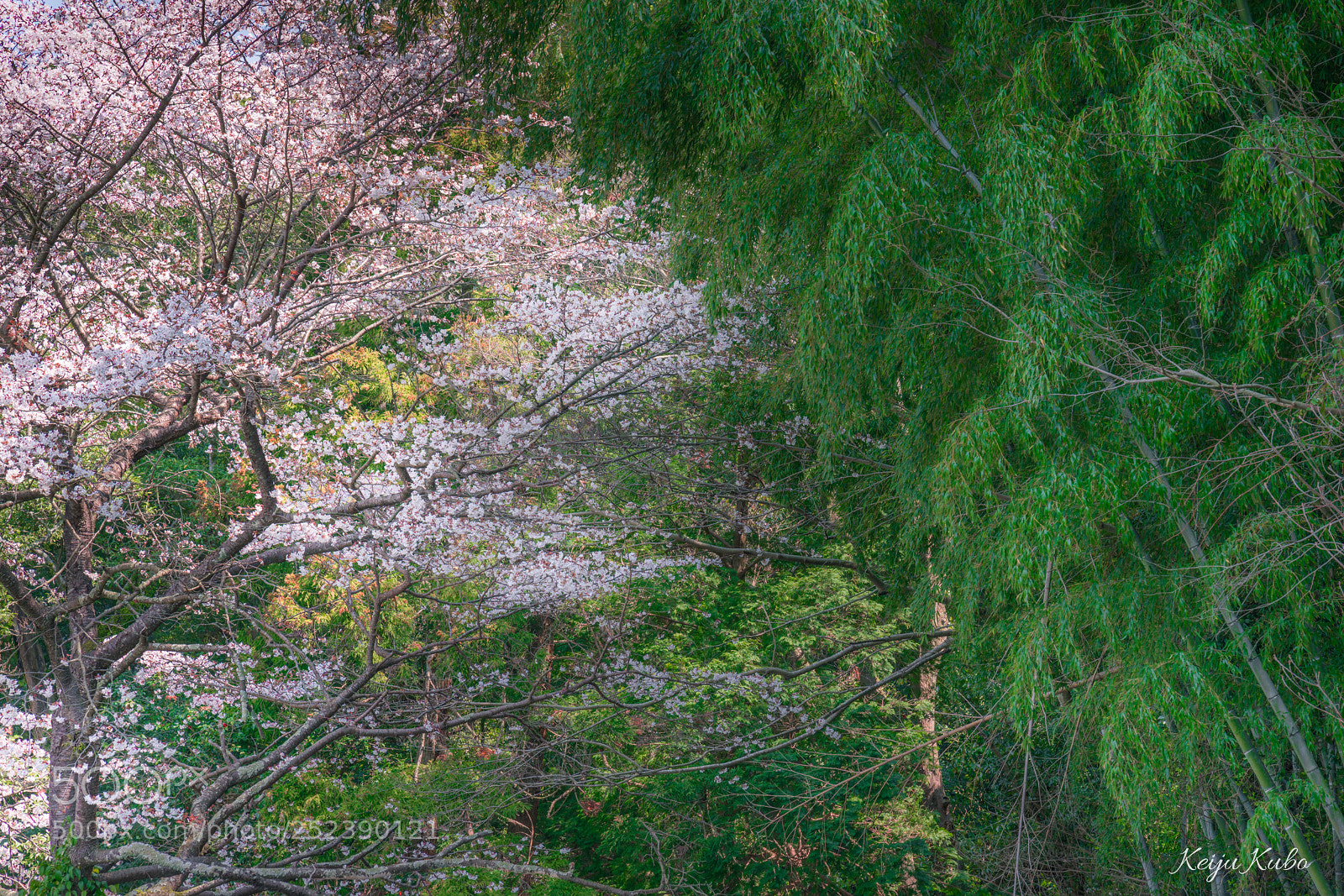 Sony a7R III sample photo. Sakura & bamboo grove photography